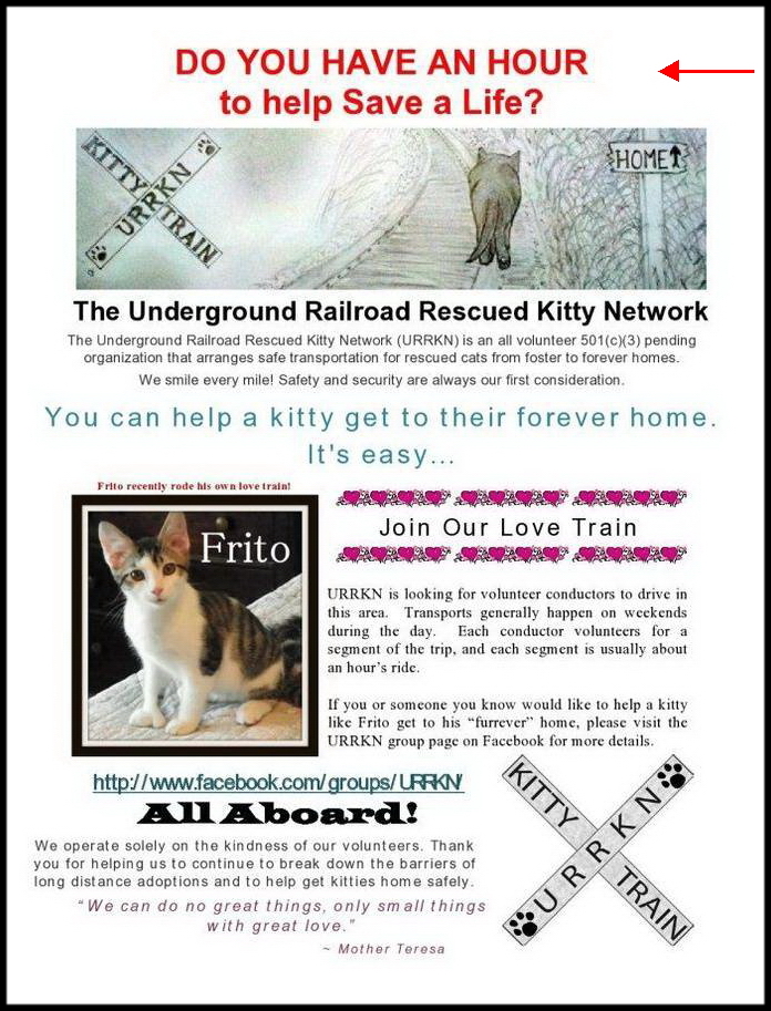 Urrkn Exposed The Truth About Underground Railroad Rescued Kitty Network